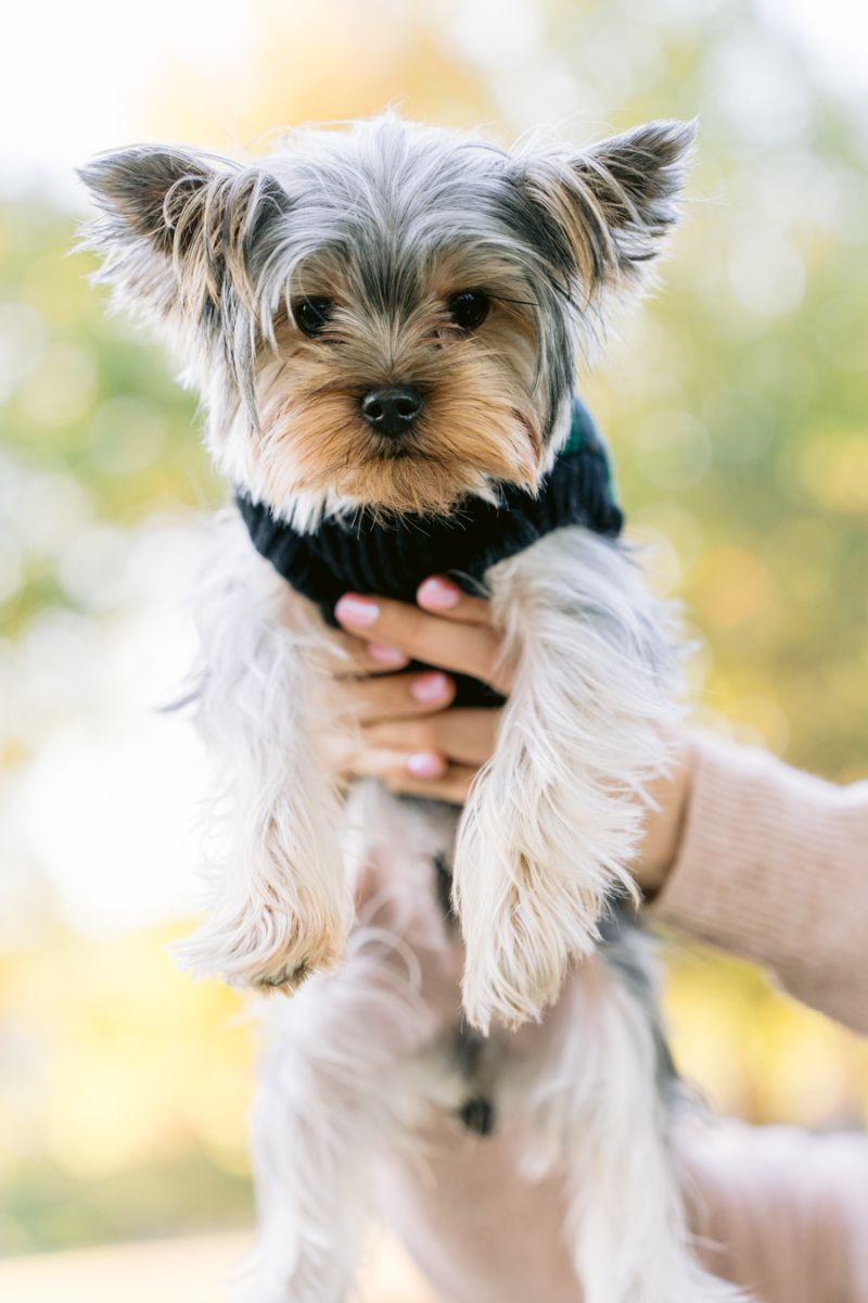 Meelo our dog! | Trung Phan Photography